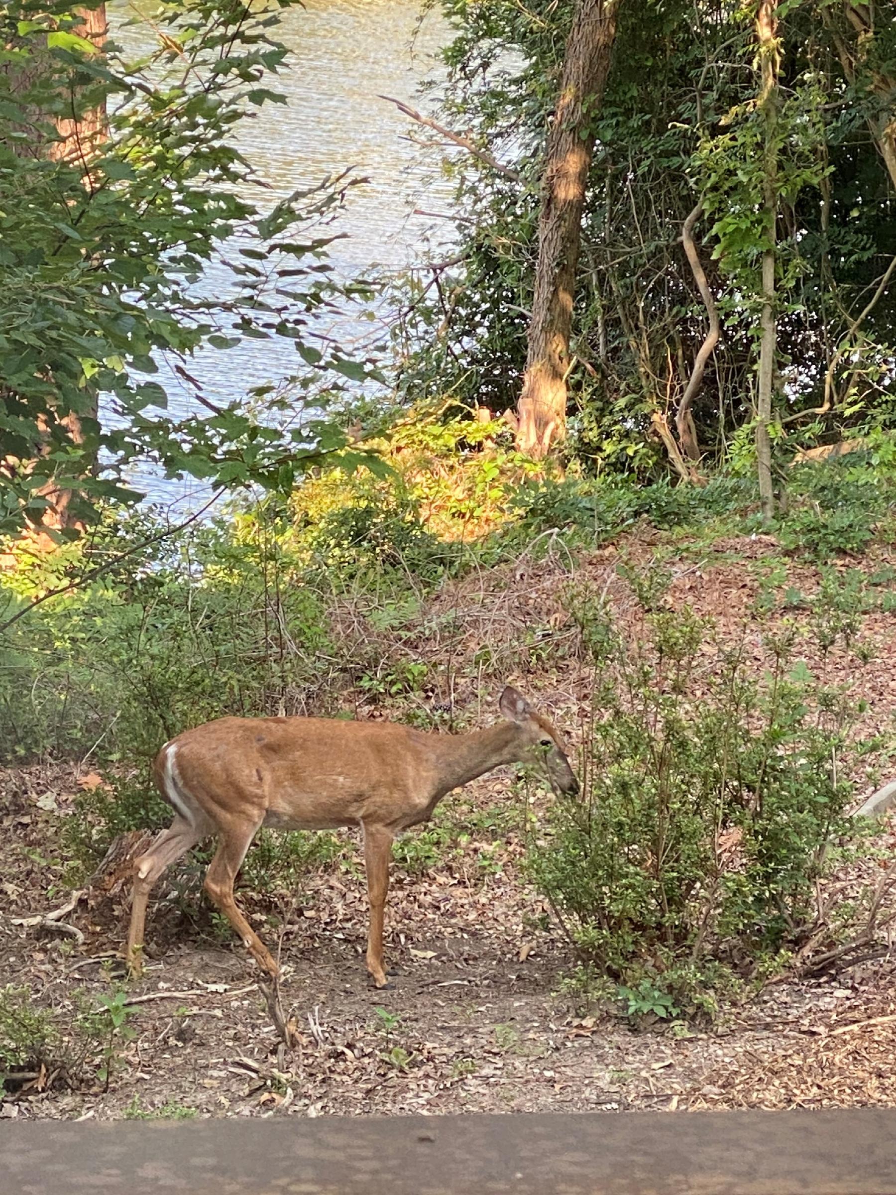 Nature trail and wildlife at Solomons Landing