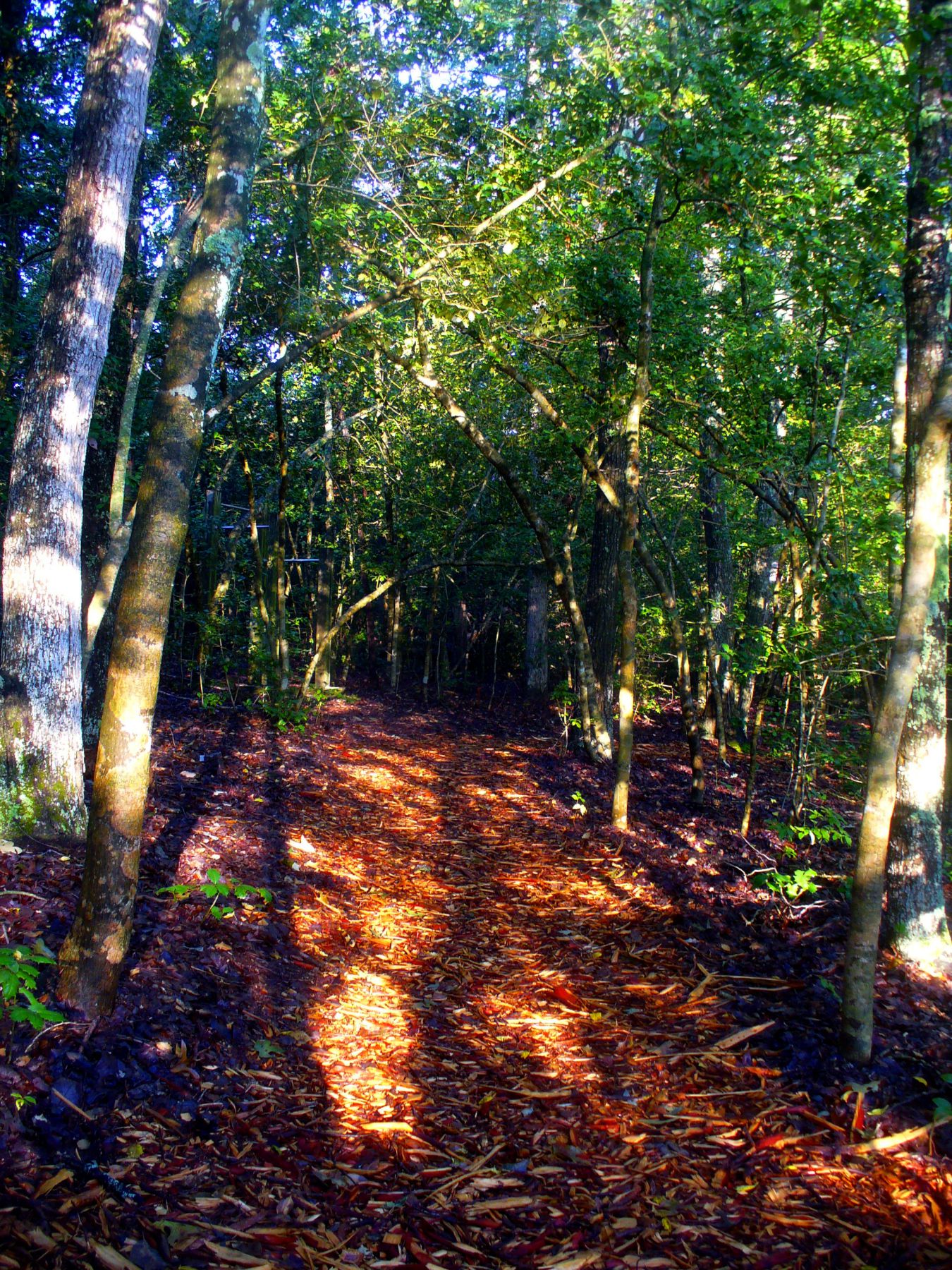 Nature Trail & Dog Run